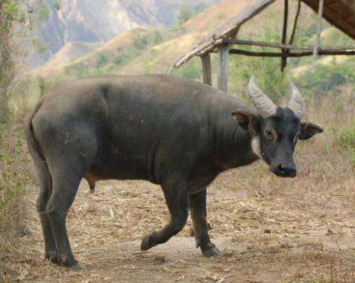 A captive dwarf buffalo or tamaraw nicknamed Kali, pictured at the tamaraw gene pool farm in Manoot on the central Philippine is