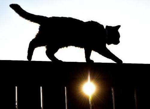 A cat walks on a fence as sun sets in Sieversdorf, eastern Germany, on June 6, 2014