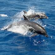 Accidental dolphin capture a problem for trawl fishery