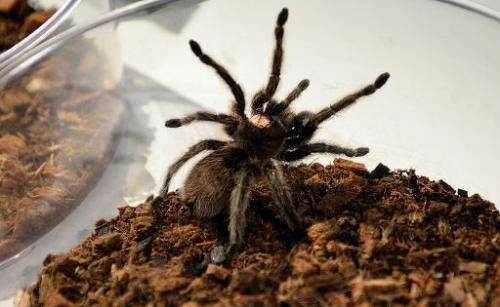 A Chilean Rose Hair Tarantula sits in a bowl during a media preview for &quot;Spiders Alive&quot; July 1, 2014 at the American M