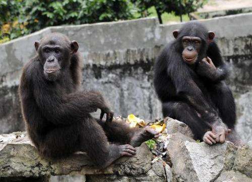 A chimpanzee holds a lettuce at the zoo in Abidjan on June 12, 2014