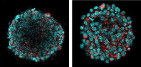 A 'clear' choice for clearing 3-D cell cultures