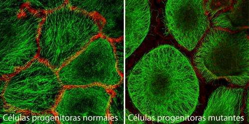 A CNIO study finds a 'molecular scaffolding' that maintains skin structure and organisation