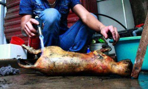 A cook uses a torch to burn the fur off a slaughtered cat at a restaurant in Hanoi on May 12, 2014