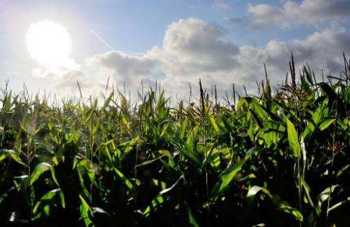A corn field in Godewaersvelde, northern France is pictured on August 22, 2012
