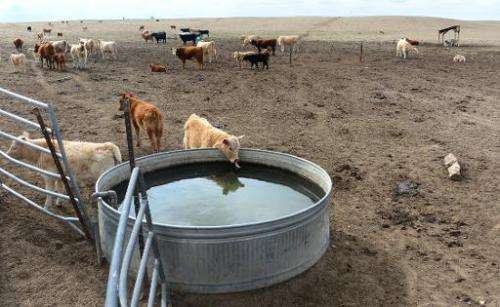 A cow drinks from a pool of water as cattle roam the dirt-brown fields of California rancher Nathan Carver's cousin's ranch on t