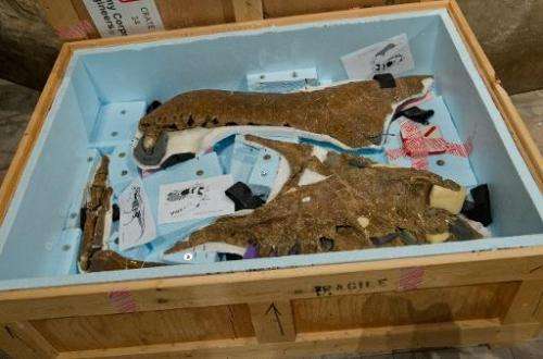 A crate containing the fossilized jaw bone of The Nation's T. rex (Tyrannosaurus rex) presented to the museum by the US Army Cor