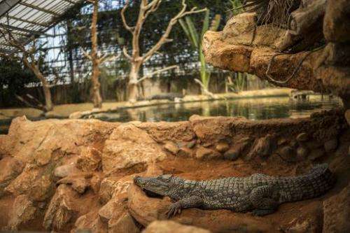 A crocodile lies in its pen on September 22, 2014, in Pierrelate, southeastern France