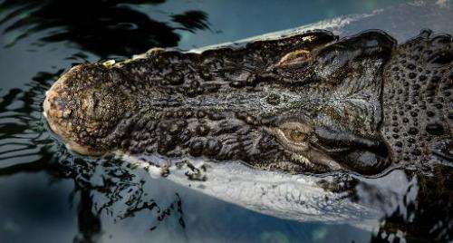 A crocodile swims on January 16, 2014 at the zoo in Dresden