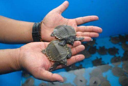 A customs official is seen holding two baby pig-nosed turtles, in Tangerang, Banten province, on January 9, 2014