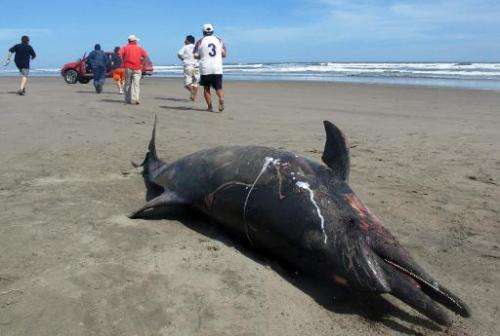 A dead dead dolphin lies on a beach on the northern coast of Peru, close to Chiclayo, some 750 km north of Lima, April 11, 2012