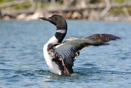 A Decade of Research Identifies Threats to Adirondack Loons, Provides Guidance on Protection