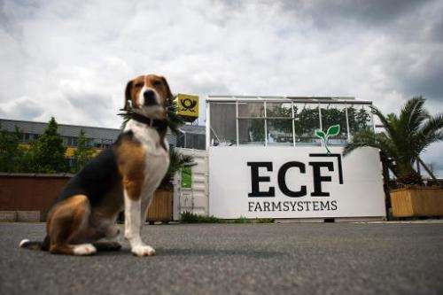 A dog sits in front of a shipping container with a green house built as part of the ECF Containerfarming company on top at an in