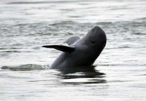 A dolphin is seen swimming in the Mekong River, in Kratie province, some 300 km northeast of Phnom Penh, on March 24, 2012