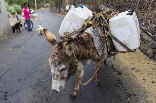 A donkey carries containers of water from a public water pump in Mexico City on April 29, 2014