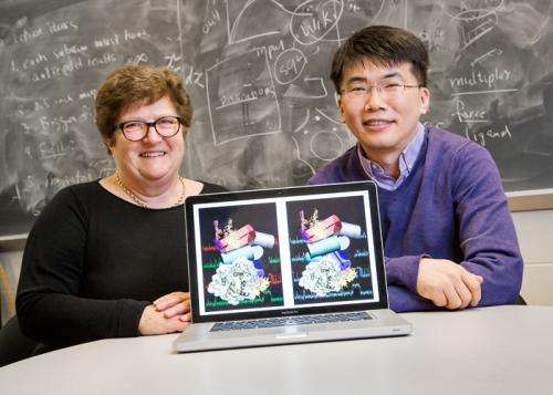 Advanced techniques yield new insights into ribosome self-assembly
