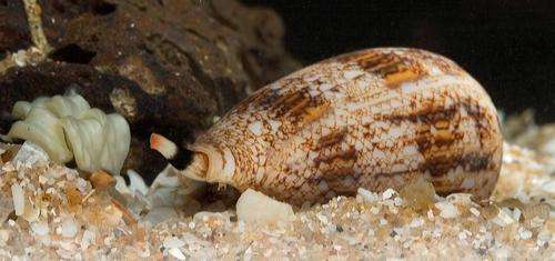 Advance toward developing an oral pain reliever derived from debilitating snail venom
