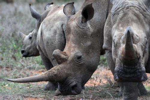 A family of white rhinos is seen on August 7, 2014, at the Ol Jogi rhino sanctuary approximately 300 kilometres north of Nairobi