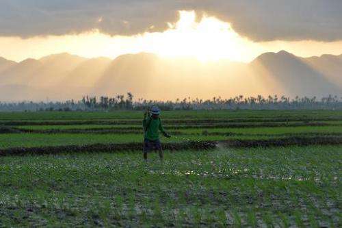 A farmer sprays pesticide on a rice field as the sun sets in Santa Fe, central Philippines on February 17, 2014