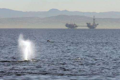 A fin whale surfaces near offshore oil rigs off the southern California coast on January 29, 2012 near Long Beach, California