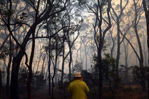 A firefighter battles approaching flames from a bushfire near Faulconbridge in the Blue Mountains on October 24, 2013