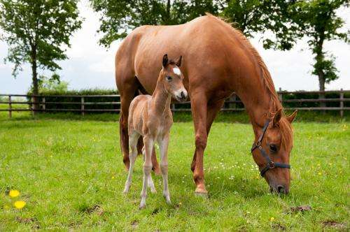 A first in Europe: birth of four foals from genotyped, cryopreserved embryos