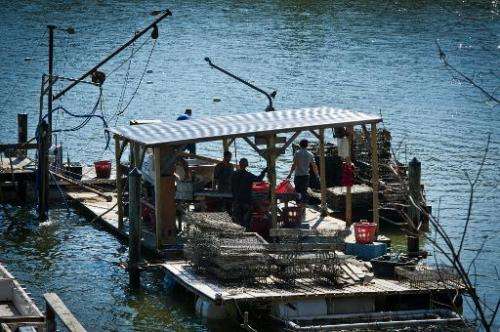 A floating platform used for cleaning and sorting of oysters is seen at Hollywood Oyster farm in the waters of Chesapeake Bay ne
