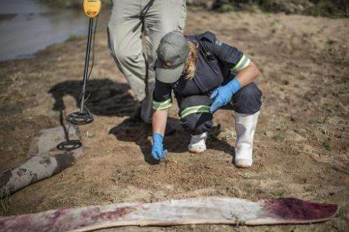 A forensic investigator looks for traces of spent ammunitions where a mutilated white rhino had been found on the banks of a riv