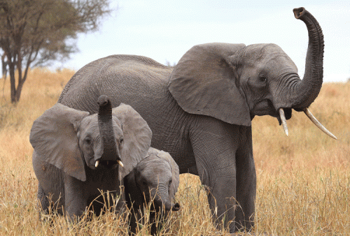 African elephant genome suggests they are superior smellers