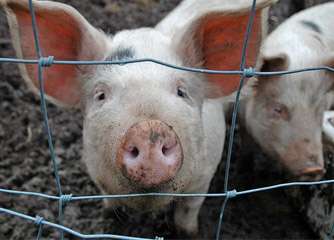 African swine fever threatens Europe
