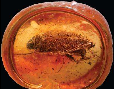 After a 49-million-year hiatus, a cockroach reappears in North America