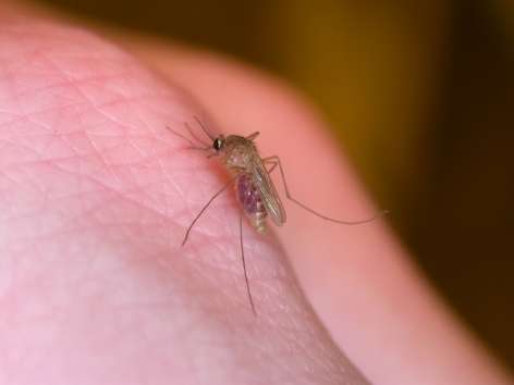 After a slow start to mosquito season, floods may boost population, according to entomologists
