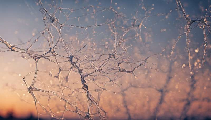 Age no obstacle to nerve cell regeneration