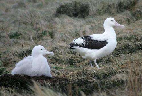 A giant albatross chick (L) and his mother are pictured on their nest, July 1, 2007 on Possession Island in the archipelago of C