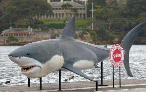 A gigantic 7.4 metre Great White Shark replica in Sydney Harbour on November 26, 2013