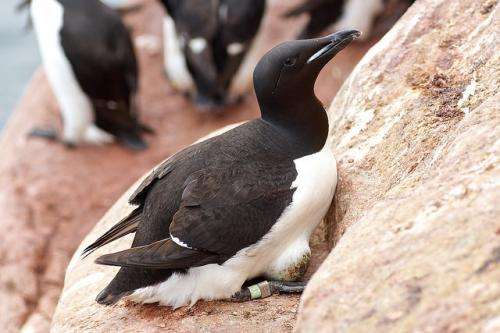 Aging gracefully: Diving seabirds shed light on declines with age