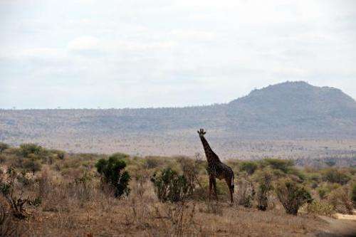 A giraffe is seen standing in the dry plains of Tsavo West National Park in southern Kenya, on August 20, 2009