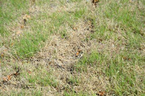 AgriLife Research expert: Drought, water limitations survivable by turfgrasses