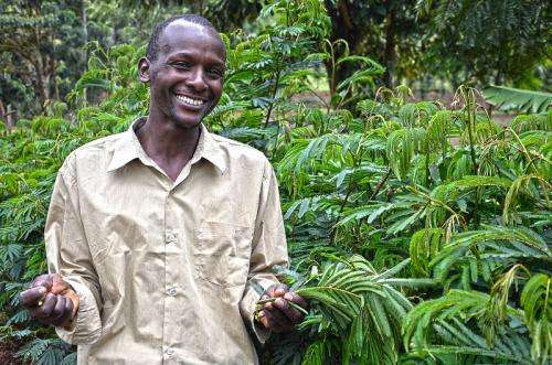 Agroforestry can ensure food security and mitigate the effects of climate change in Africa