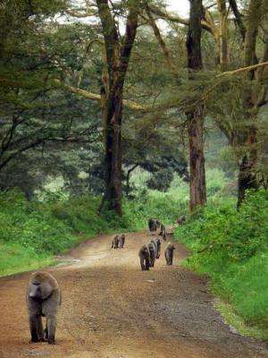 A group of baboons make their way up a road winding through a forest inside the Nakuru National Park in western Kenya, on August
