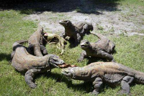 A group of komodo dragons feast on a fresh goat carcass at the Surabaya Zoo on March 20, 2013