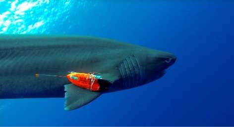 AGU: A 'shark's eye' view: Witnessing the life of a top predator