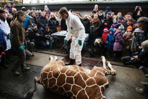 A healthy young giraffe named Marius lies on the ground after being shot dead at Copenhagen zoo on Febuary 9, 2014 despite an on