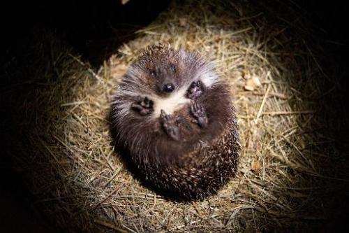 A hedgehog is pictured at the Kuziomski Igliwiak Foundation care center in Krakow, Poland on June 30, 2014