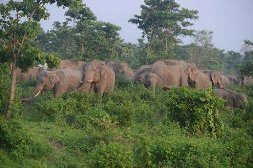 A herd of wild elephants roams in the Kalabari forest close to the village of Naxalbari, India, on June 3, 2014
