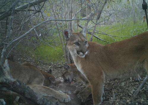 A highway runs through it: Mountain lions in southern California face genetic decay