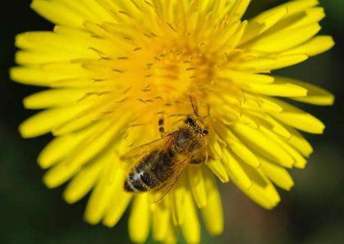 A honeybee crawls on a dandelion blossom in Freiburg, southern Germany on April 9, 2011
