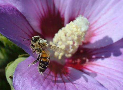 A honey bee packed with pollen lands on a bloom of a hibiscus in Ludwigsburg, southwestern Germany, on September 3, 2013