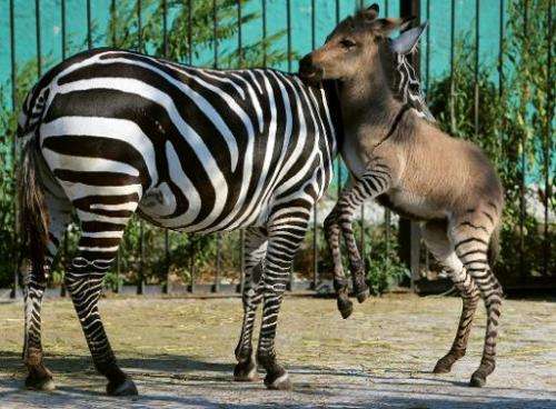 A hybrid (R) of zebra and a donkey plays with his mother at the Taigan zoo park outside Simferopol on August 5, 2014. The 'zonke