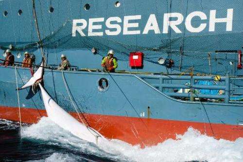 A Japanese whaling harpoon vessel Yushin Maru No. 2, drags a minke whale in the Southern Ocean, February 15, 2013 in this Sea Sh